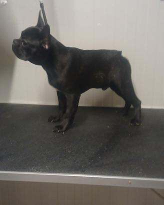 Cucciolo di Bouledogue Francese