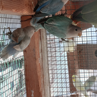 Coppie di inseparabili e cocorite