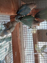 Coppie di inseparabili e cocorite