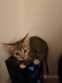 Gattini mix