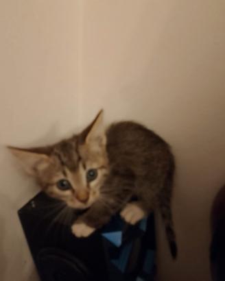 Gattini mix