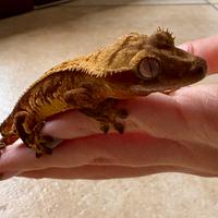 Geco Ciliatus