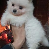 Spitz Pomerania nano