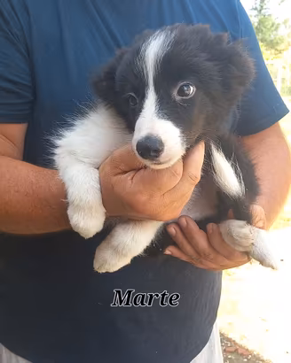 Maschietti border collie