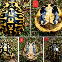 Testudo hermanni (Solo in Umbria)