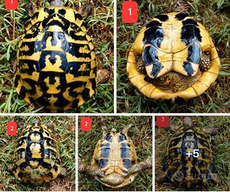 Testudo hermanni (Solo in Umbria)