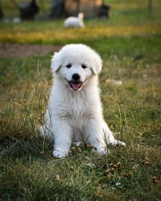 Pastore abruzzese maremmano cuccioli enci