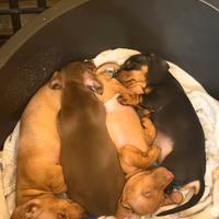 Bassotto nano/kaninchen disponibile