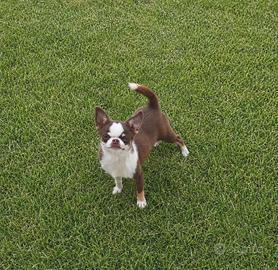 chihuahua 