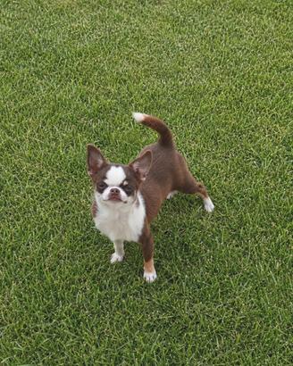 chihuahua 
