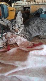 Gattino maschio