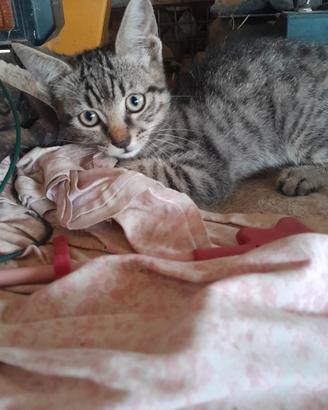 Gattino maschio