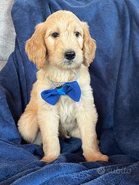 Goldendoodle