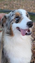 Cuccioloni maschi blue merle pastore australiano
