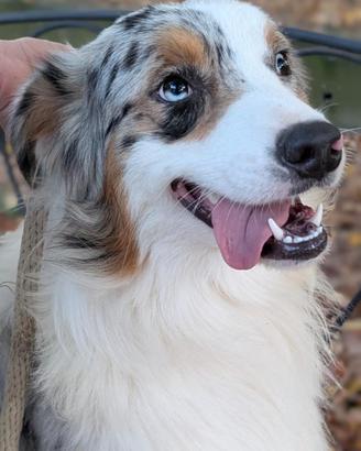 Cuccioloni maschi blue merle pastore australiano