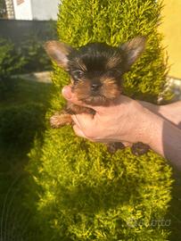 Cuccioli di Yorkshire mini toy