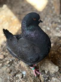 Piccioni king