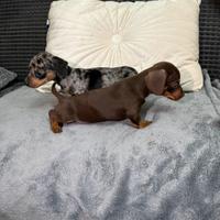 Cuccioli bassotto nano kaninchen