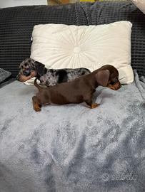 Cuccioli bassotto nano kaninchen