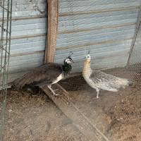 Pavoni femmina sia comune che nigripennis