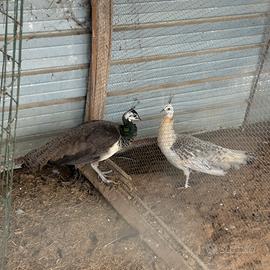 Pavoni femmina sia comune che nigripennis