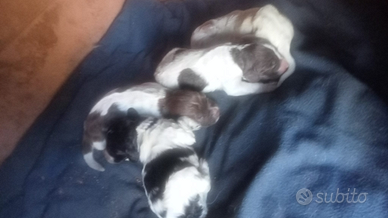 Cuccioli di cane LAGOTTO