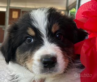 Cuccioli di pastore australiano