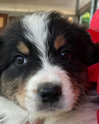 Cuccioli di pastore australiano