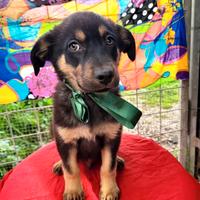 Cuccioli maschi meticci taglia media