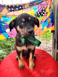 Cuccioli maschi meticci taglia media