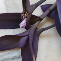 piante da 5 E in su con tantissimi fiori raddoppia