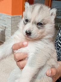 Cuccioli Siberian Husky