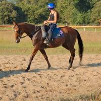 Purosangue femmina 13 anni