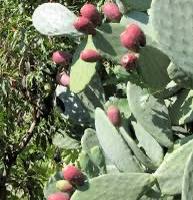 Pianta Fico d’India