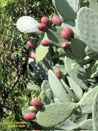 Pianta Fico d’India
