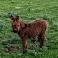 Asinello taglia piccola