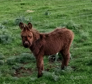 Asinello taglia piccola