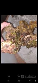 rocce 