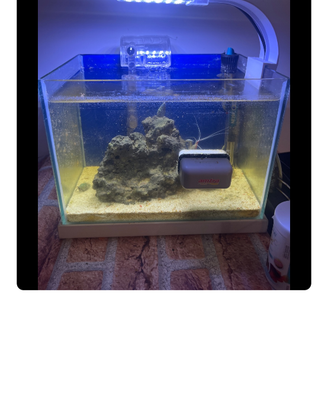 Acquario