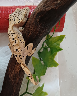 Geco ciliatus