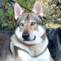 ClC- cane lupo cecoslovacco per Monta