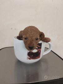 Cuccioli di barboncino nano