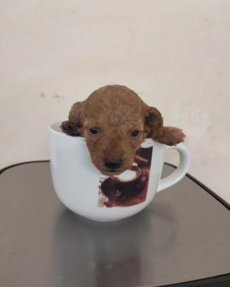 Cuccioli di barboncino nano