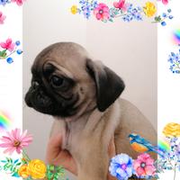 Cucciolo maschio di carlino