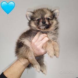 Pomerania spitz nano russo coreano red merle