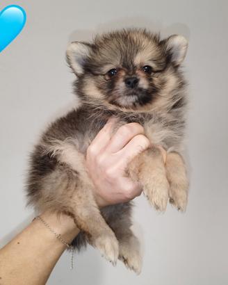 Pomerania spitz nano russo coreano red merle