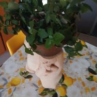 Ceppo legno 35cm.altezza 22 ×18cm.larghezza