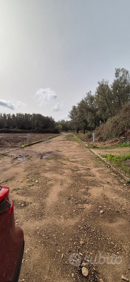 uliveto zona petrara - Vista 4