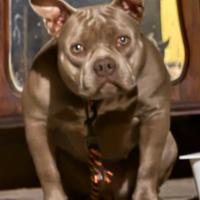 American bully