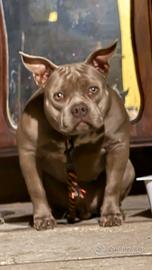 American bully